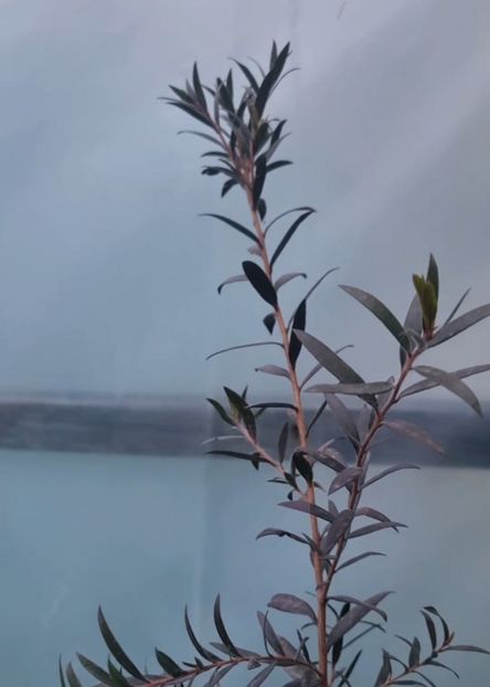  - CALLISTEMON citrinus sau floarea perie