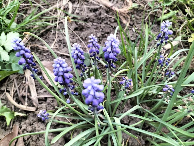  - primavara 2025 la tara