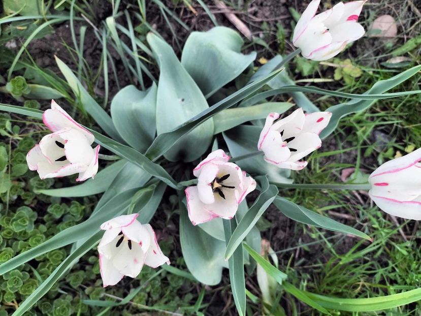  - primavara 2025 la tara