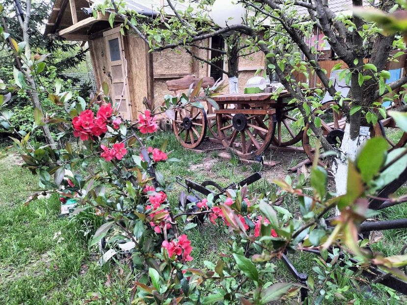  - primavara 2025 la tara