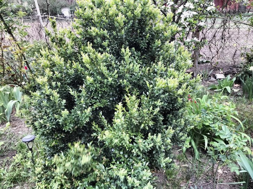  - primavara 2025 la tara