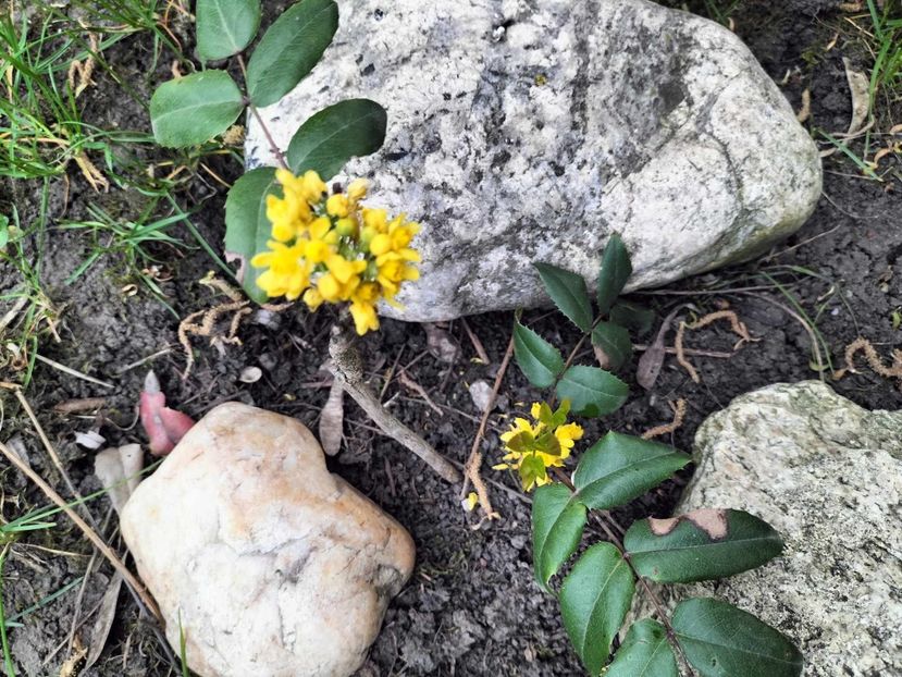  - primavara 2025 la tara