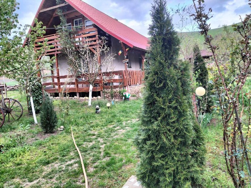  - primavara 2025 la tara