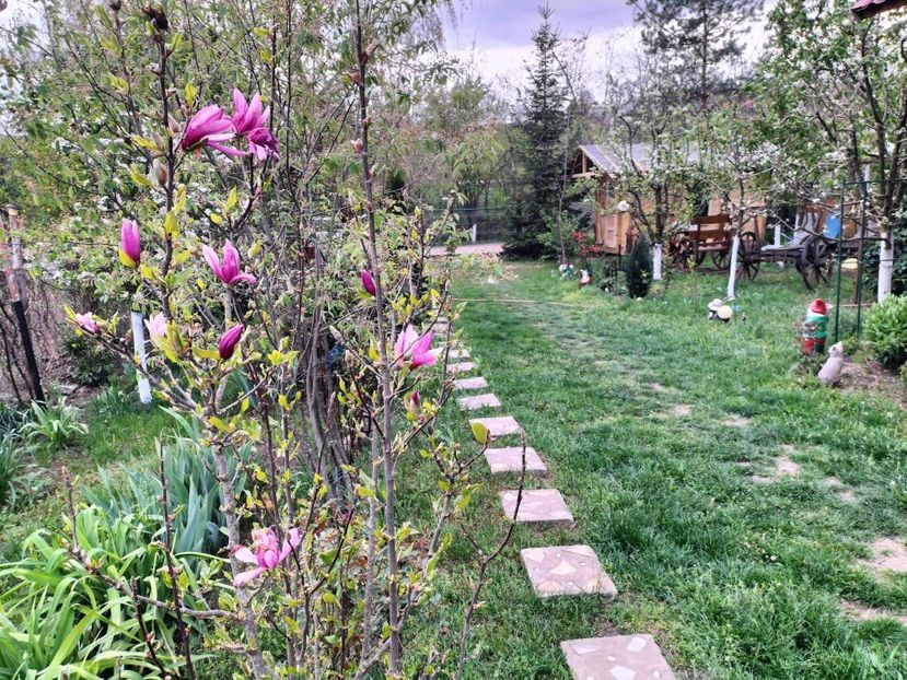  - primavara 2025 la tara