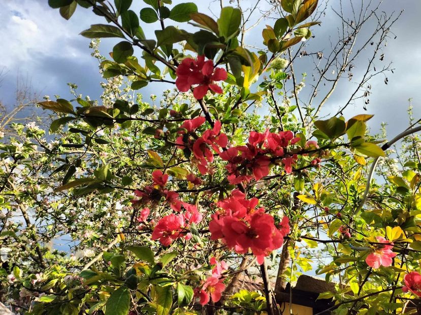  - primavara 2025 la tara