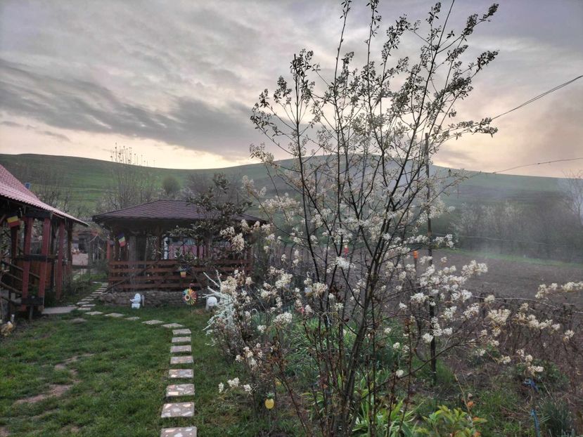  - primavara 2025 la tara