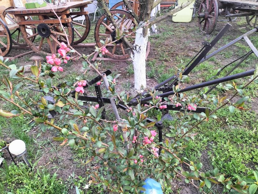  - primavara 2025 la tara