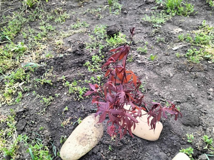  - primavara 2025 la tara