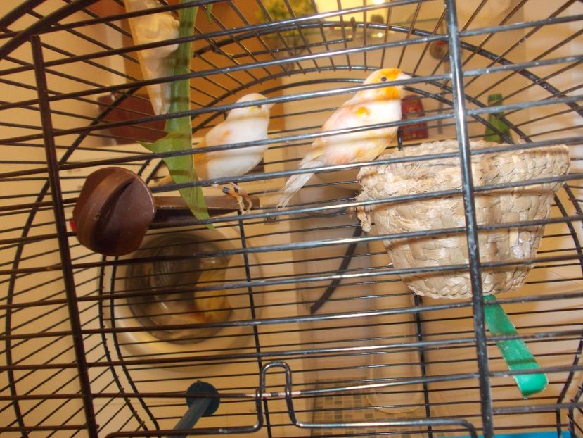 PER. CANARI MOZAIC - CANARI MOZAIC