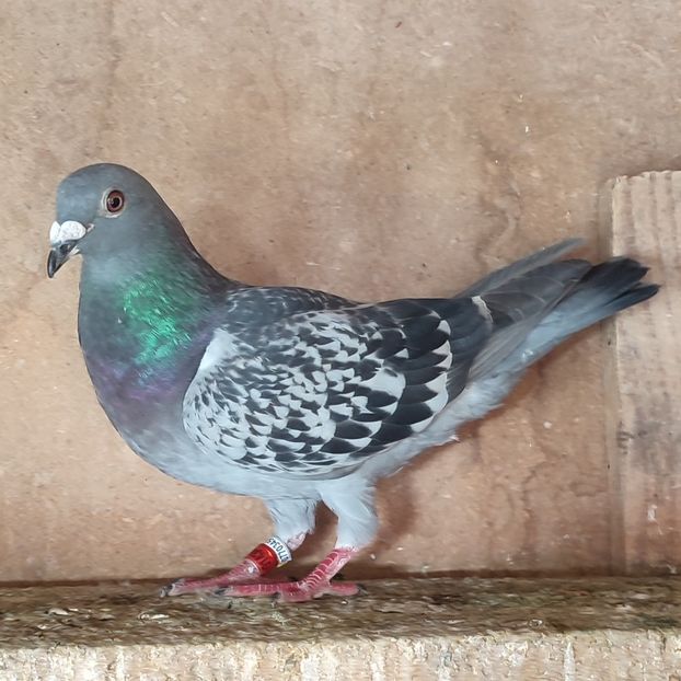 Femela 22-347 - Stropit