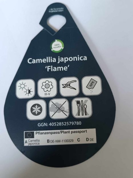C1 - CAMELLIA japonica FLAME