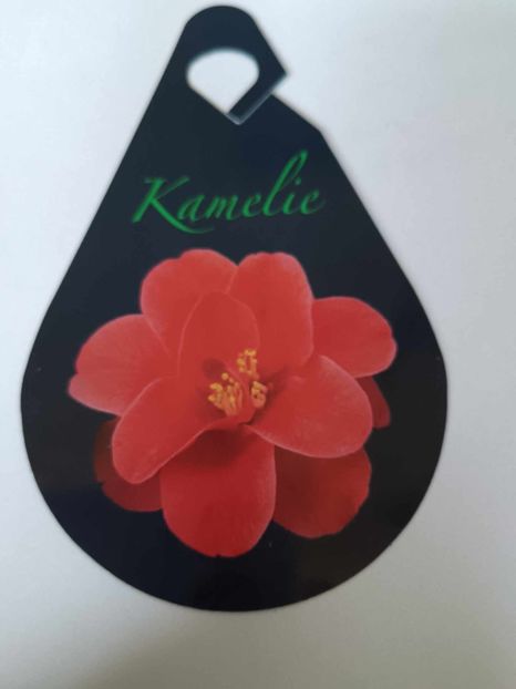 C2 - CAMELLIA japonica FLAME