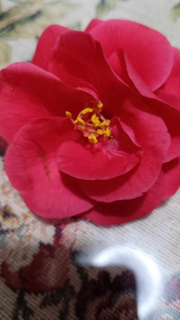 C3 - CAMELLIA japonica FLAME