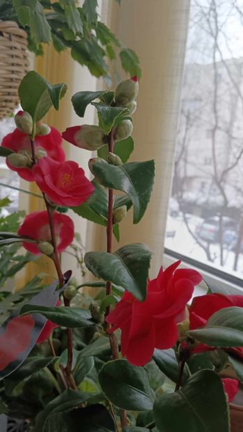 C4 - CAMELLIA japonica FLAME