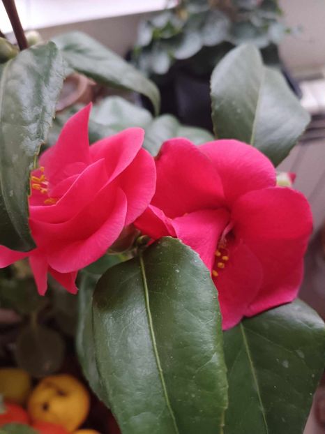 C5 - CAMELLIA japonica FLAME