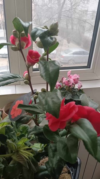 C7 - CAMELLIA japonica FLAME