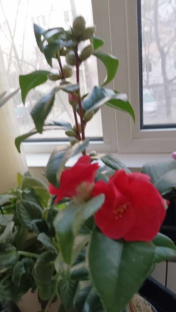 C8 - CAMELLIA japonica FLAME