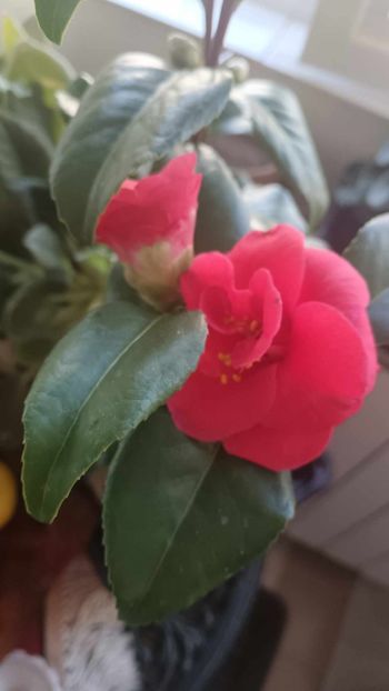C9 - CAMELLIA japonica FLAME