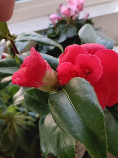 C10 - CAMELLIA japonica FLAME