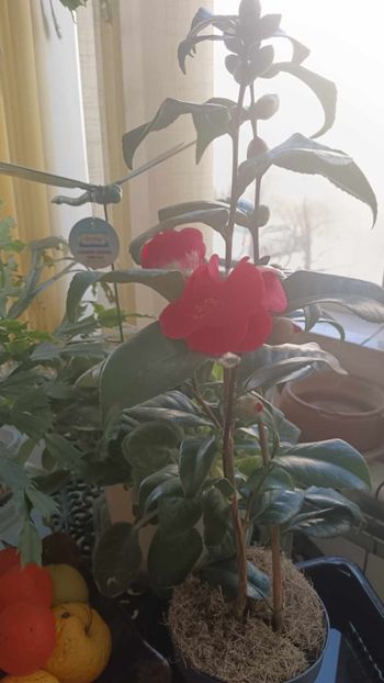 C11 - CAMELLIA japonica FLAME