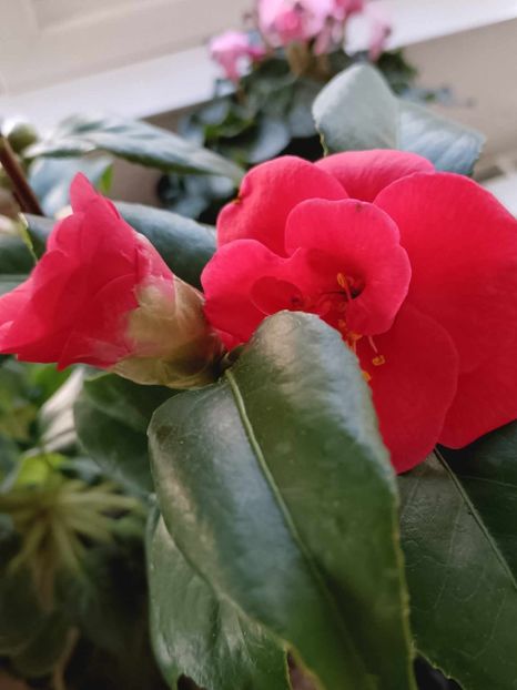 C12 - CAMELLIA japonica FLAME