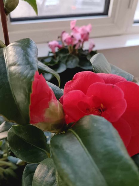 C13 - CAMELLIA japonica FLAME