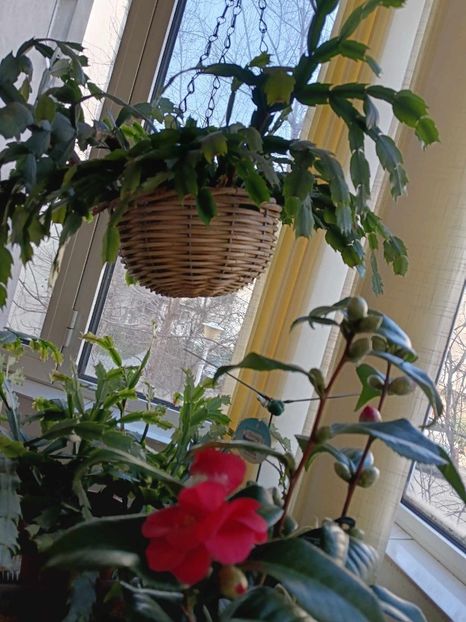 C14 - CAMELLIA japonica FLAME