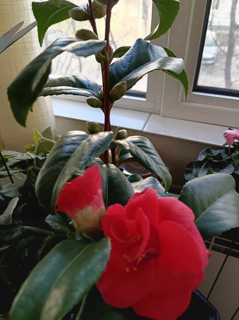 C15 - CAMELLIA japonica FLAME