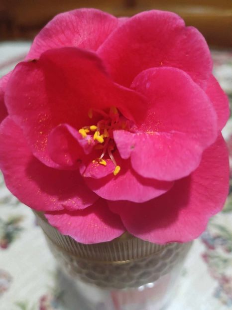 C17 - CAMELLIA japonica FLAME