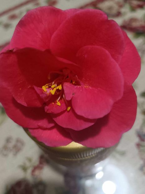 C18 - CAMELLIA japonica FLAME