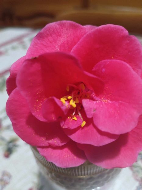 C19 - CAMELLIA japonica FLAME