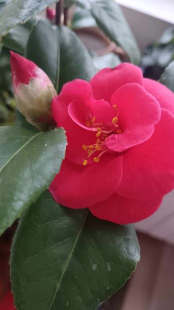 C20 - CAMELLIA japonica FLAME