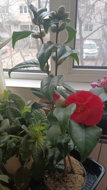 C22 - CAMELLIA japonica FLAME