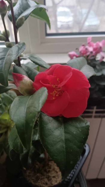 C23 - CAMELLIA japonica FLAME
