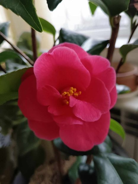 C24 - CAMELLIA japonica FLAME