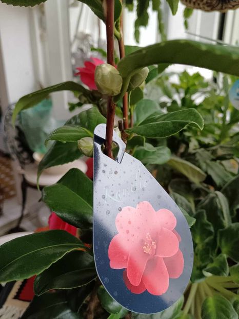 C25 - CAMELLIA japonica FLAME