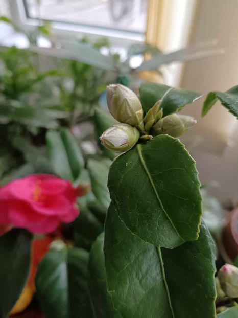 C26 - CAMELLIA japonica FLAME