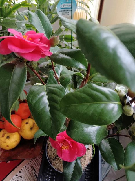 C27 - CAMELLIA japonica FLAME