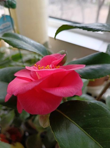 C28 - CAMELLIA japonica FLAME