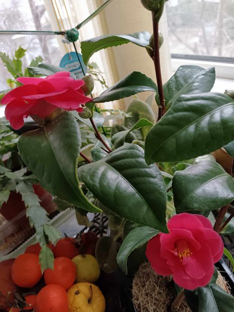 C29 - CAMELLIA japonica FLAME