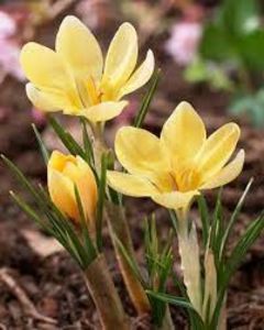 Branduse Romance 2 - Branduse Romance Chrysanthus