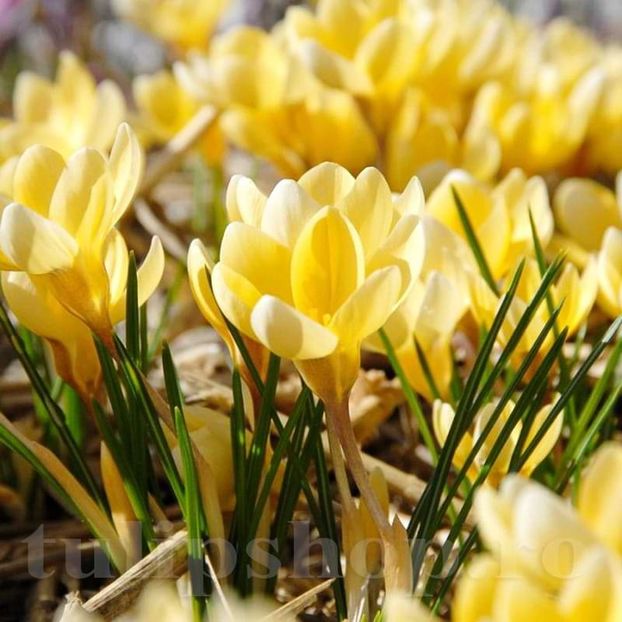bulbi-branduse-romance 3 - Branduse Romance Chrysanthus