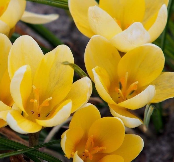 crocus-romance-1 - Branduse Romance Chrysanthus
