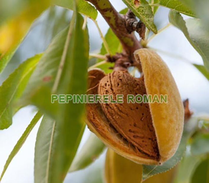 Migdal Sweet Core - Migdal Sweet Core