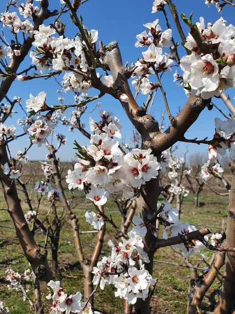 Migdal - Migdal Sweet Core