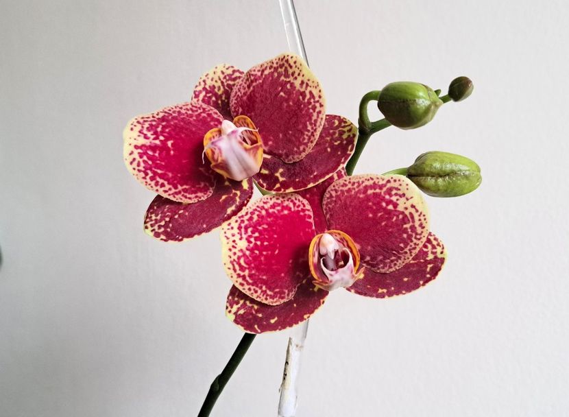  - Phalaenopsis 3
