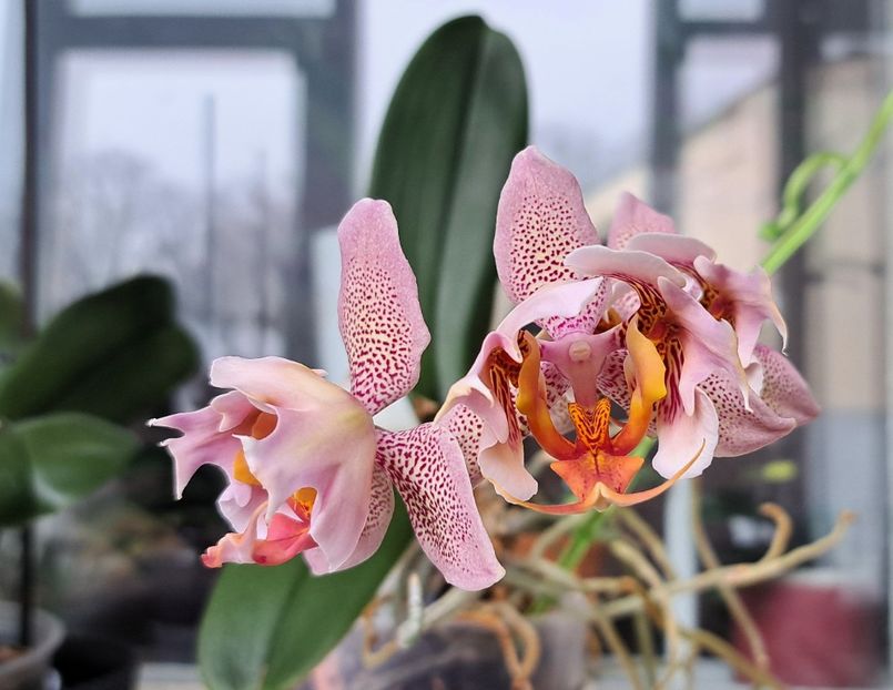  - Phalaenopsis 3