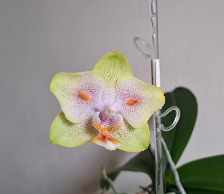  - Phalaenopsis 3