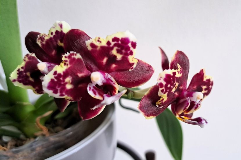  - Phalaenopsis 3