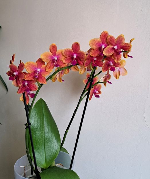  - Phalaenopsis 3